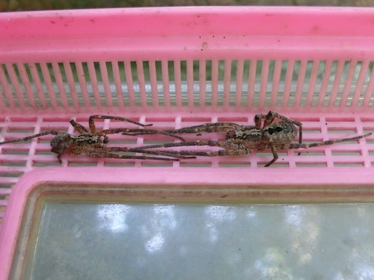 delitto in carcere (cannibalismo tra Zoropsis sp.)
